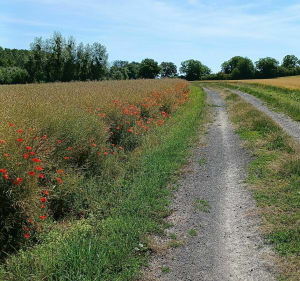 Parcours de la Chaussée-sur-Marne le long du canal - Aulnay-l'Aître - 2