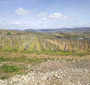 Solutré-Pouilly-rots - Mâcon - 2