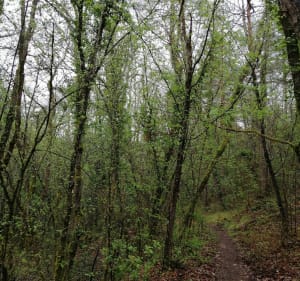 Balade dans la forêt entre Valbonne et Roquefort Les Pins - Valbonne - 2