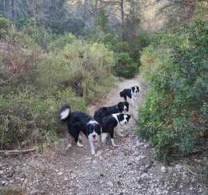 Sentier des 4 frères (Le Beausset - 83) - Le Beausset - 2