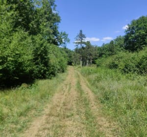 Petite boucle forêt de Courçon - Benon - 2