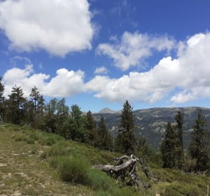 Evasion forestière au belvédère du Coll del Pam - Font-Romeu-Odeillo-Via - 2