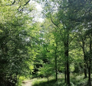 Balade en forêt - Sainte-Flaive-des-Loups - 2
