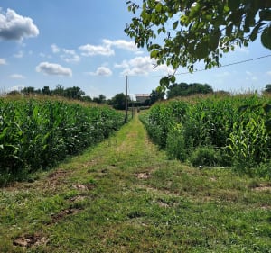 Le chemin des 2 églises depuis L'église du Tap - Alexandra - 5