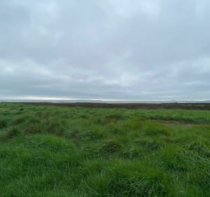 Een korte wandeling door de quincunxen - Louis - 4