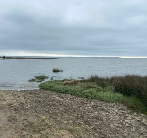 Een korte wandeling door de quincunxen - Andernos-les-Bains - 2