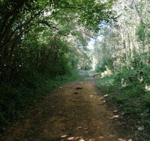 Sentier de l'Abbaye - La Bruère-sur-Loir - 2