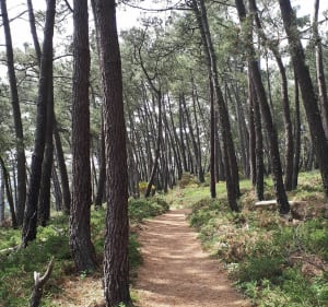 Section du GR34 de Crozon jusqu'au Cap de la Chèvre - Crozon - 3