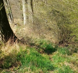 Sentier du Bruhlwald Lixing les Saint Avold - Vahl-Ebersing - 2