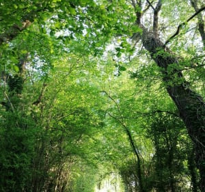 Promenade dans les chemins creux de l'Ingremière - Aubigny-Les Clouzeaux - 2