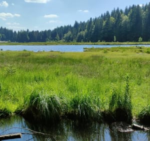 Balade tranquille au Lac de Luspach - La Bresse - 2
