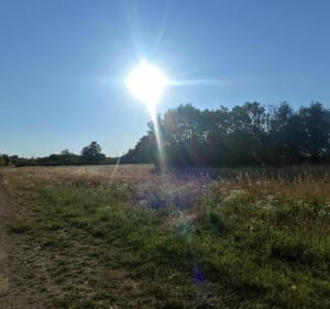 Zone Cenord => Champataule - Bourg-en-Bresse - 2