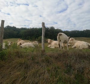 Sentier de l'Adour - Mugron - 2