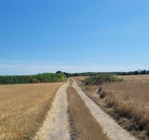 Petite balade en forêt en passant à travers champs - La Neuville-Chant-d'Oisel - 2