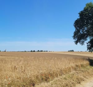 Petite balade en forêt en passant à travers champs - Kris76 - 3