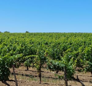 Promenade entre Champs et vignes. - Saint-Martin-de-Sanzay - 2