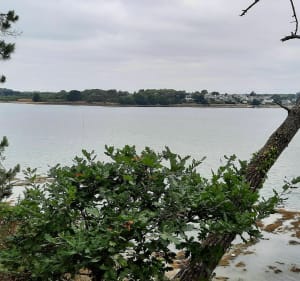 Le tour de Larmor Baden entre mer et marais - Larmor-Baden - 3