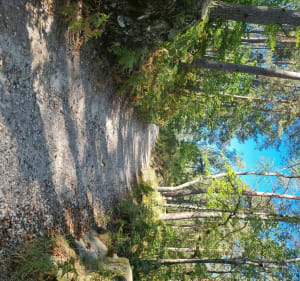 Le long rocher - Fontainebleau - 2
