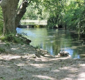 Randonnée forestière à Saint-Clément-de-Rivière - Daniel - 3
