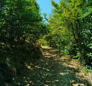 Les hauteurs de Lemps - Roiffieux - 2