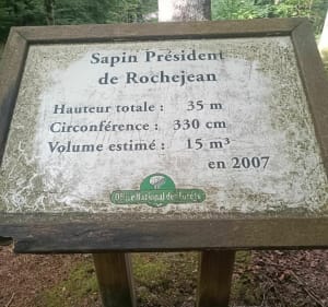 Sapin Président et clôtures - Métabief - 2