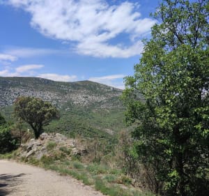 Combes des Goufous - Arboras - 2
