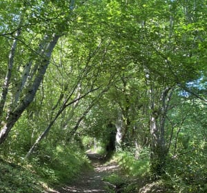 Charmes naturels de la campagne Cauchoise - Saint-Pierre-en-Port - 2