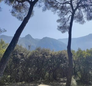 Promenade dans la forêt de l'ubac à Monti - Menton - 2
