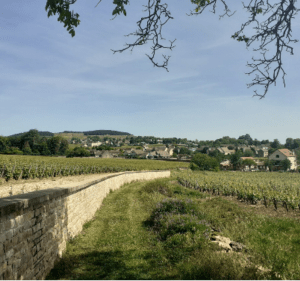 Meursault : par monts et parcours en immersion dans les vignes - Meursault - 2