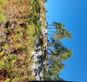 Point de vue de Hurlevent - Fontainebleau - 2