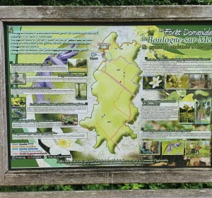 Sentier des Aulnes - La Capelle-lès-Boulogne - 2