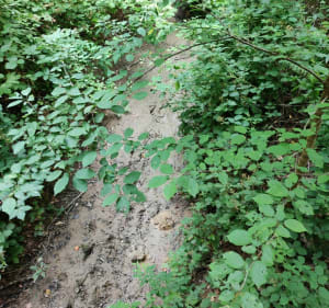 Wandelen in het Bois d'Elange - Thionville - 2