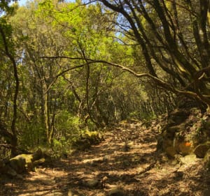 Petite marche sur le chemin de Sapara - San-Gavino-Di-Carbini - 5