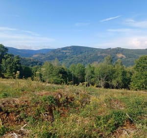 Sapins et nature dans les Vosges - Fraize - 2