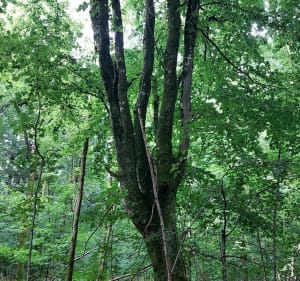 Balade dans les bois de Ligny-en-Barrois - Ligny-en-Barrois - 2