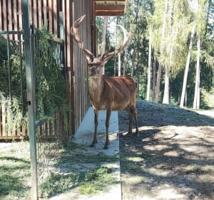 Les Croix du Chuguet, du Crêt et parc animalier. - Sevrier - 4