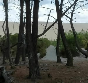 Biscarrosse plage entre dunes et forêt - Biscarrosse - 5
