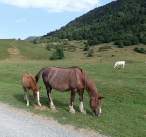 Le Plateau du Bénou et ses magnifiques pâturages - Brieuc - 4