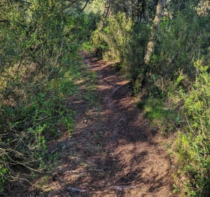 Dans la pinède de Pinet - Pinet - 2