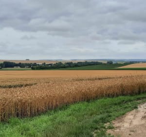 Rigny-la-Nonneuse Maquis-circuit (Aube) - Rigny-la-Nonneuse - 2