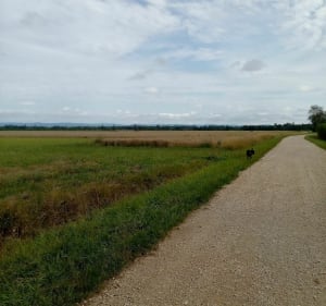 Balade en plaine Le Tartre / Frangy-en-Bresse - Le Tartre - 2