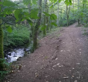 Étang de Célac à Questembert - Questembert - 2