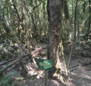 Tussen bos en valleien rond de Arifat-watervallen - Arifat - 2