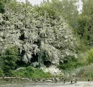 Réserve naturelle du delta de la Dranse - Thonon-les-Bains - 3