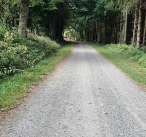 Balade en forêt des sapins - La Courtine - 2