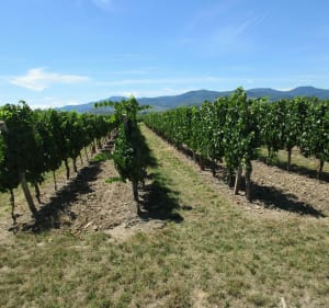 Petit circuit vignoble - Colmar - 2