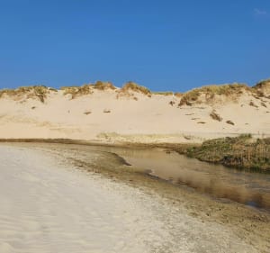 Forêt et plage entre d'Ecault et Hardelot - Condette - 2