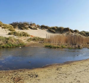 Forêt et plage entre d'Ecault et Hardelot - DAVID - 3