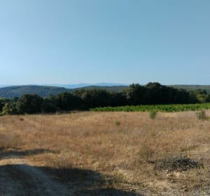Entre vignes et oliviers à Saint-Pargeoire - Saint-Pargoire - 2