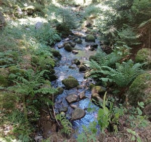 Boswandeling op Col du Bonhomme - Lapoutroie - 2